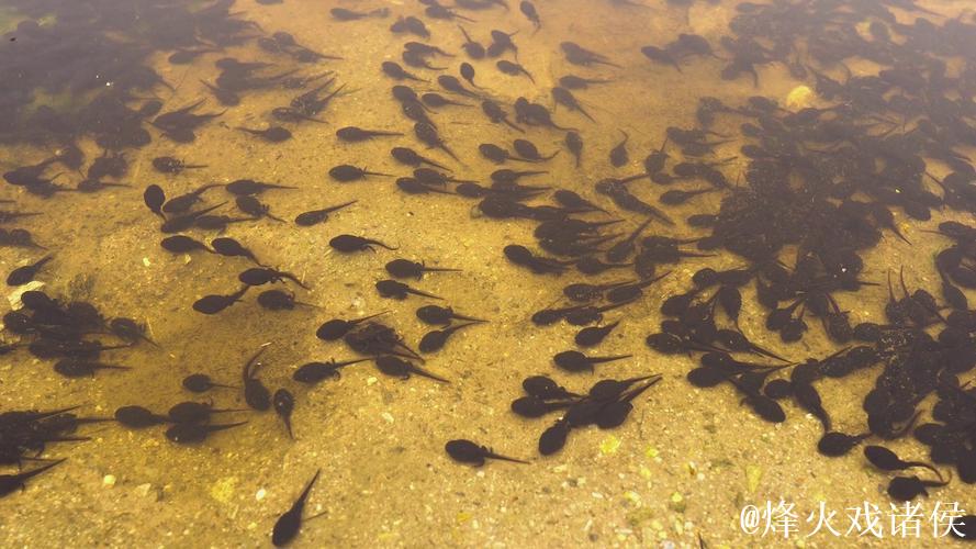 蝌蚪视频窝在线