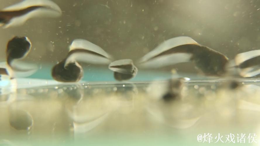 蝌蚪视频窝在线